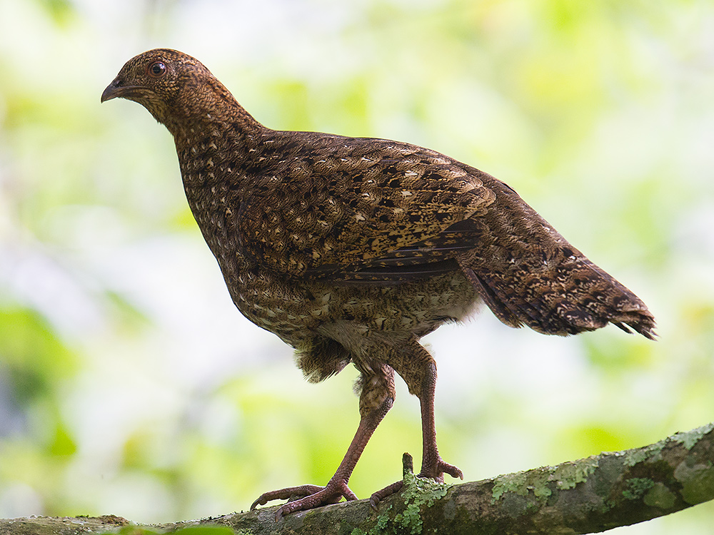 Cabot's Tragopan