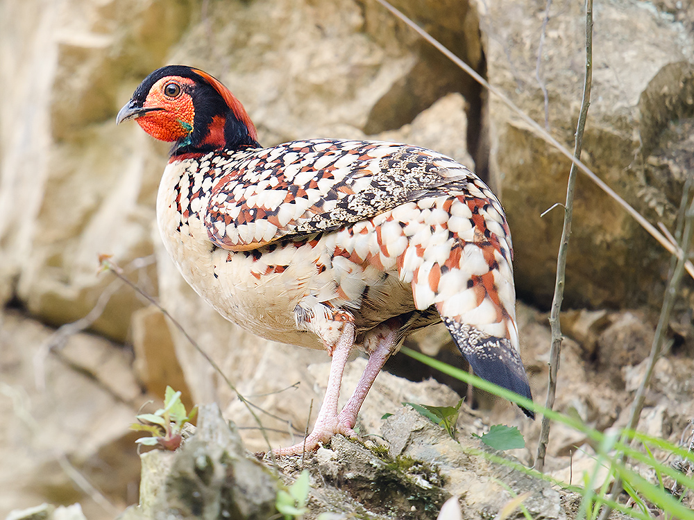 Cabot's Tragopan