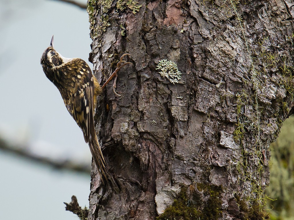 Rusty-flanked Treecreeper