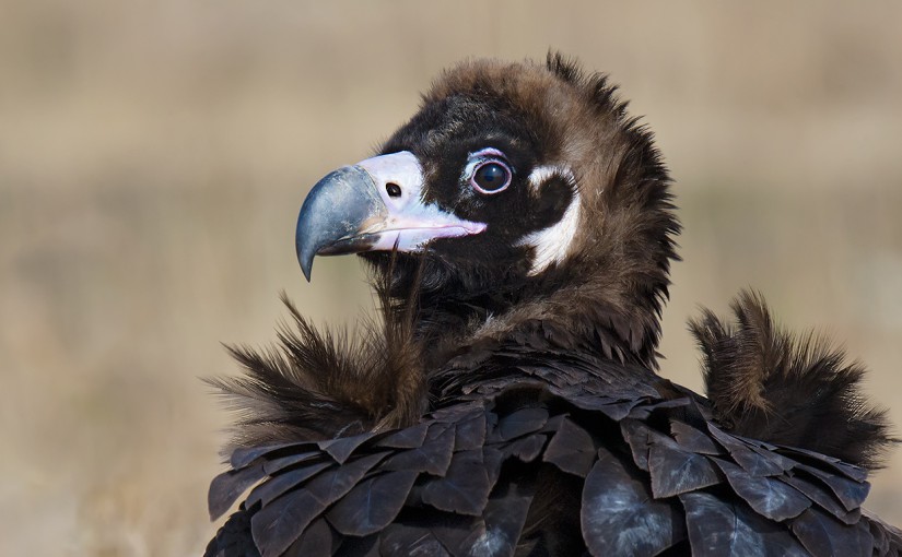 Cinereous Vulture in Shanghai