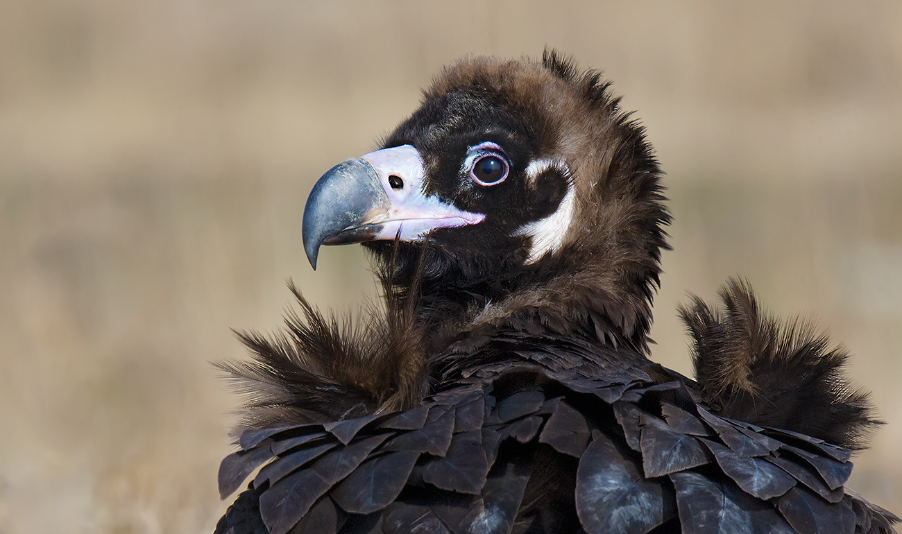 Cinereous Vulture