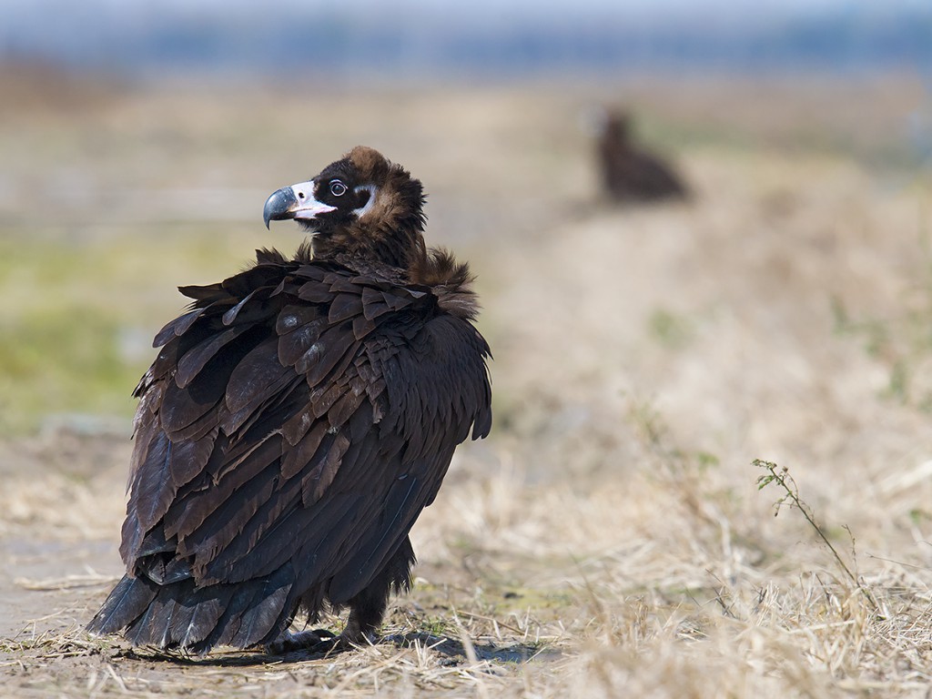From a distance, the huge vultures looked like dogs. They usually stayed close together.