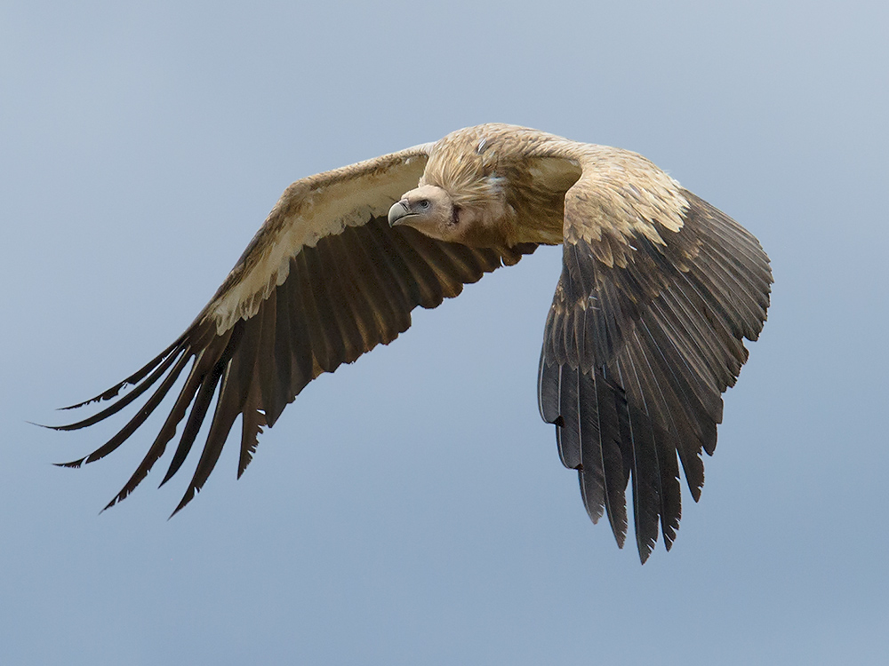 Himalyan Vulture