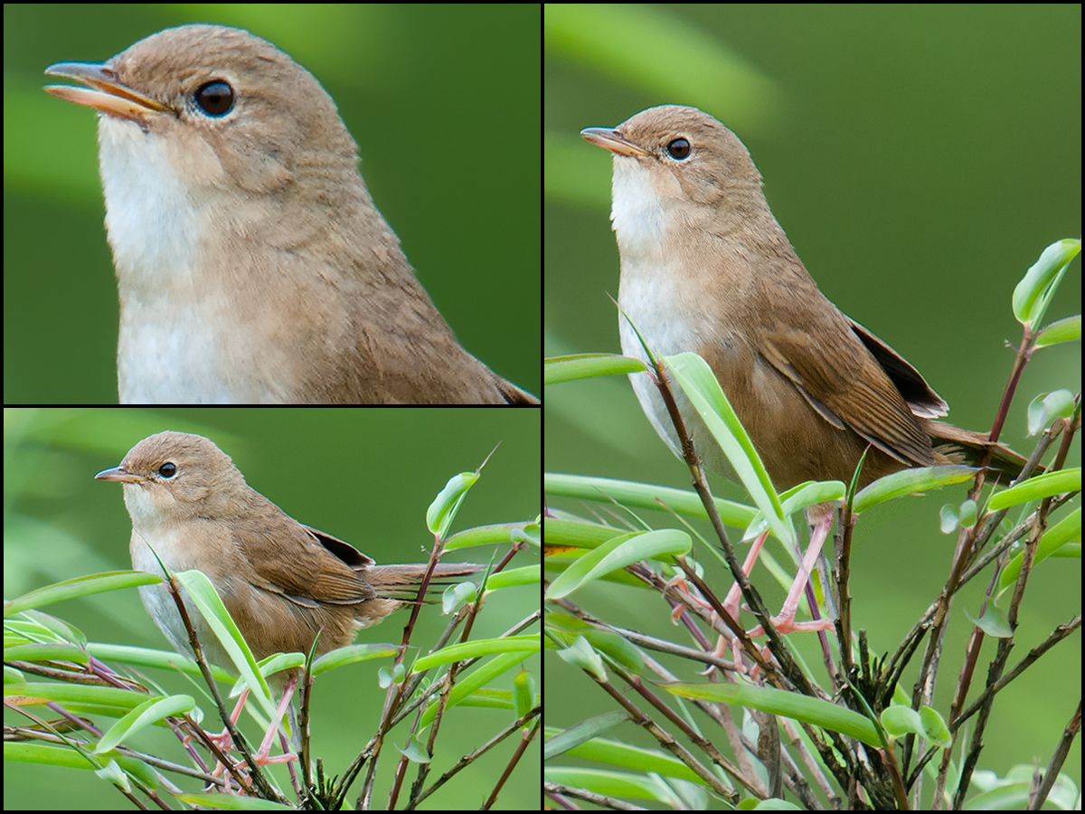 Brown Bush Warbler