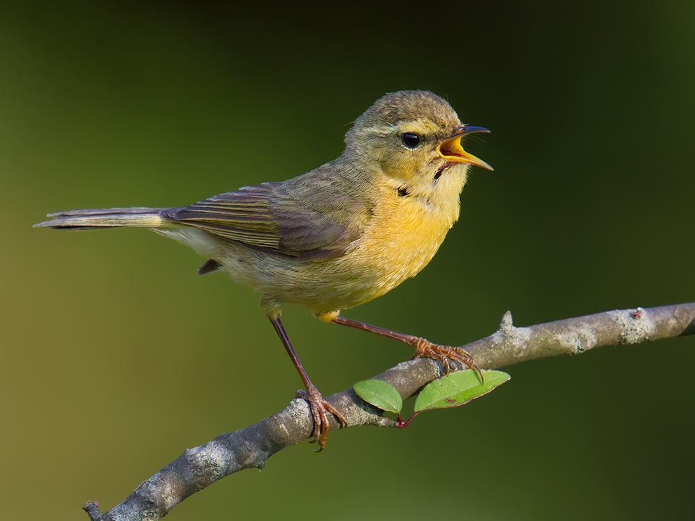 Buff-throated Warbler