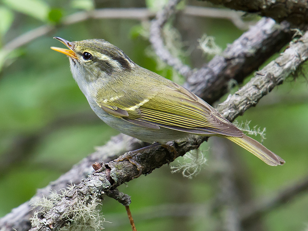 Claudia's Leaf Warbler