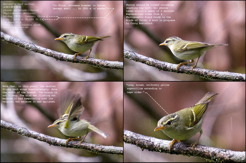 Davison's Leaf Warbler