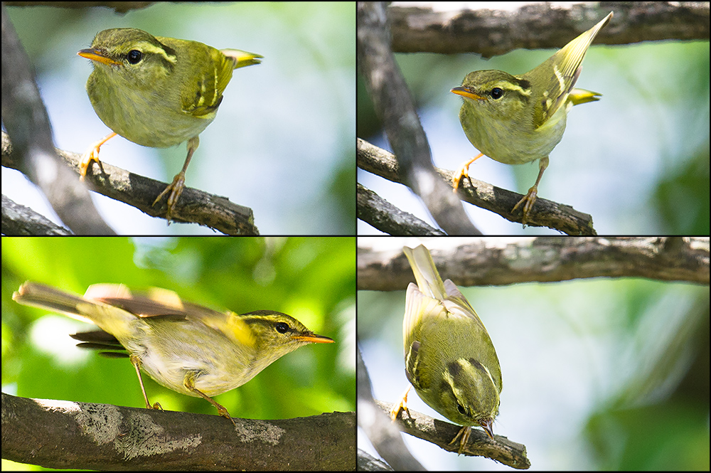 Hartert's Leaf Warbler