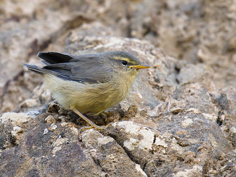 Sulphur-bellied Warbler