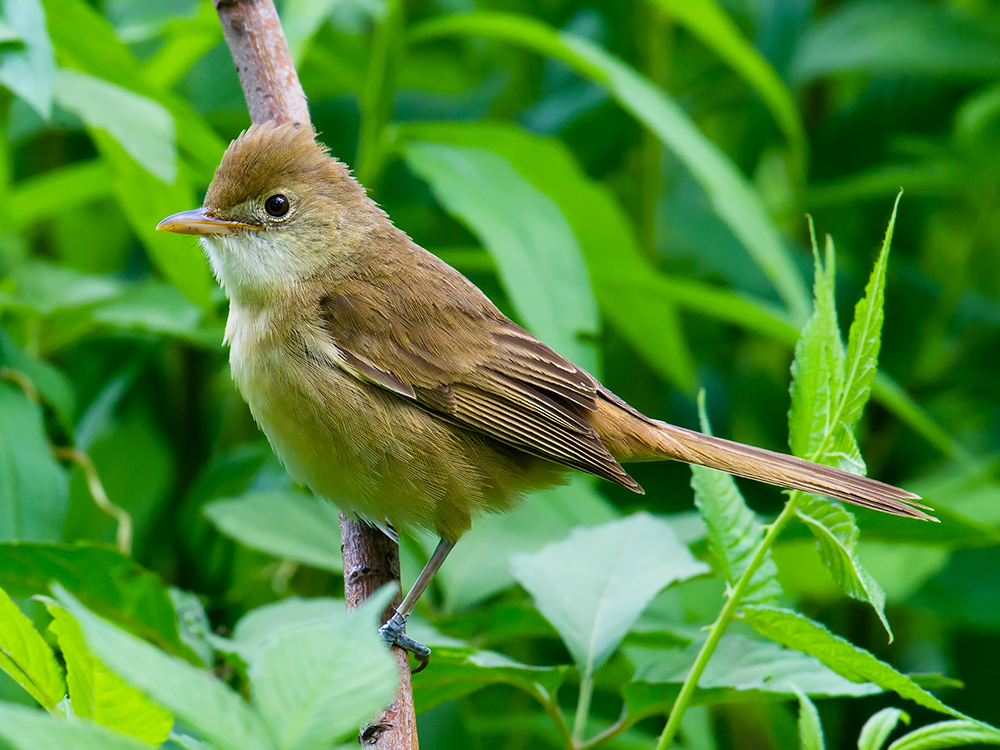 Thick-billed Warbler