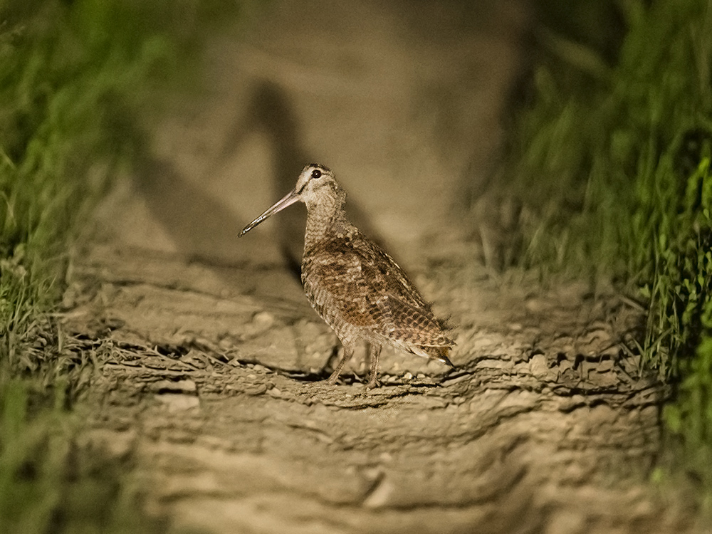 Eurasian Woodcock