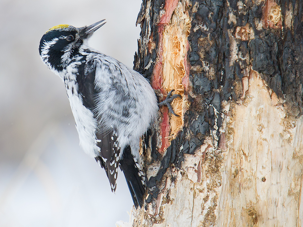 Eurasian Three-toed Woodpecker