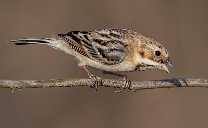 Pallas's Reed Bunting Emberiza pallasi, Microforest 2, Nanhui, 8 Feb. 2016. Photo by Kai Plug for shanghaibirding.com.