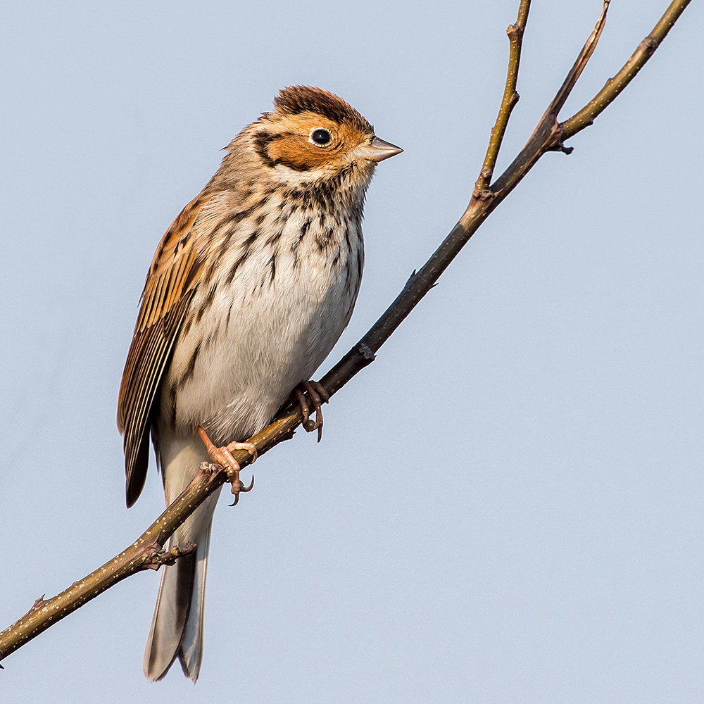 Little Bunting