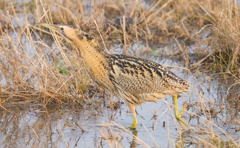 Eurasian Bittern