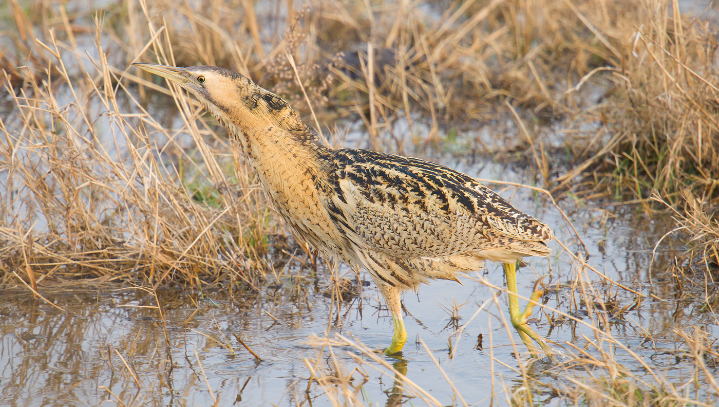 Eurasian Bittern