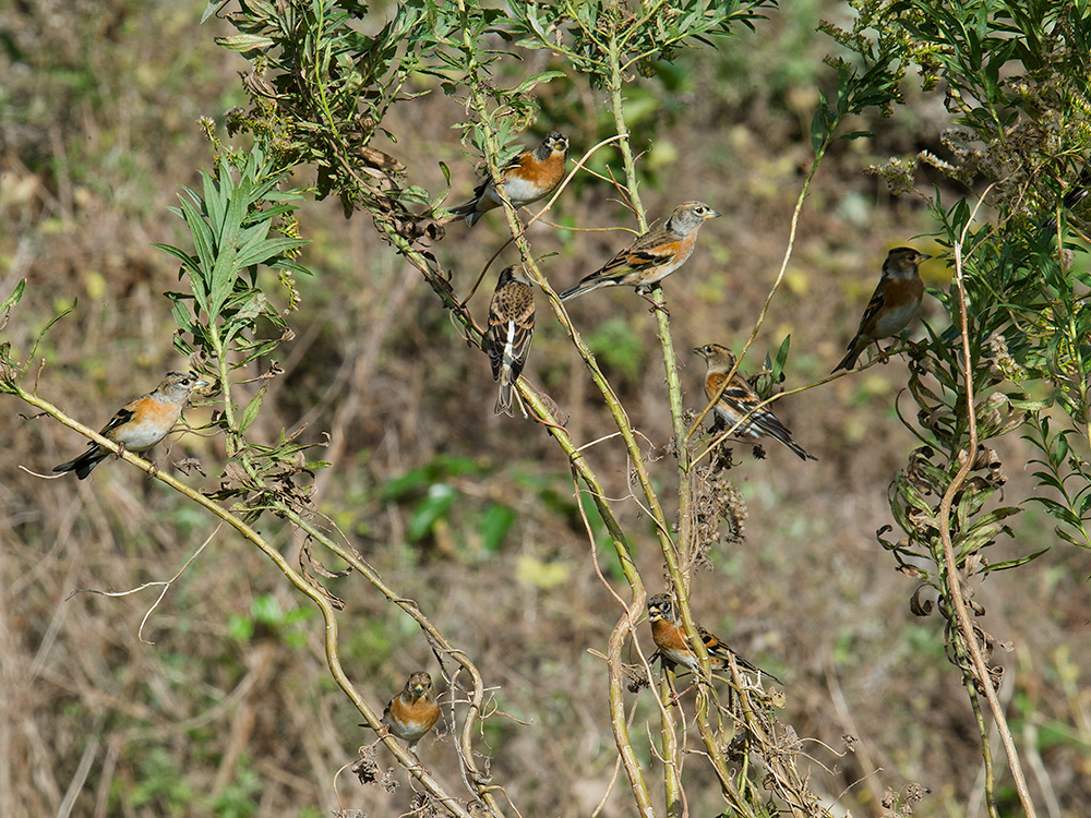 Brambling among the brambles, Lesser Yangshan Island, 7 Nov. 2015.