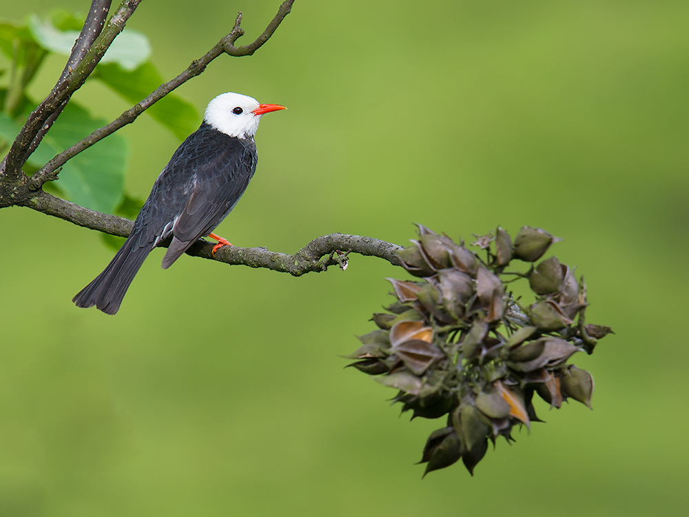 Black Bulbul.