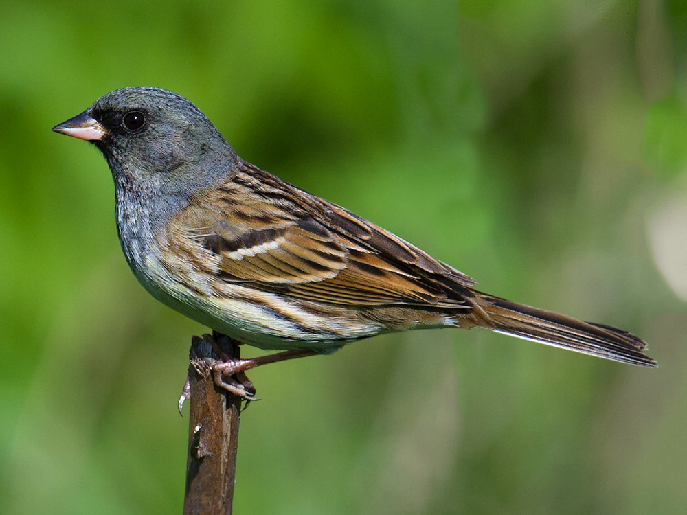 Black-faced Bunting