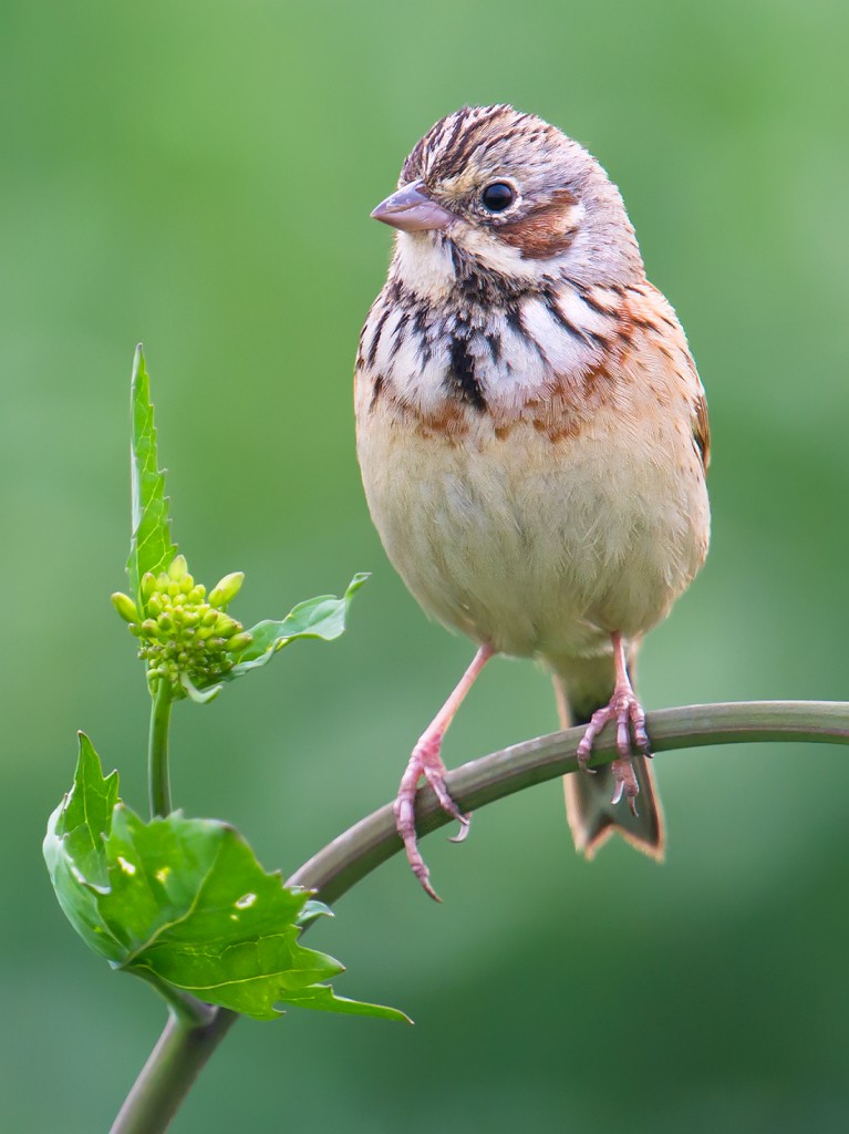 Chestnut-eared Bunting, Chongming, 29 March 2015.