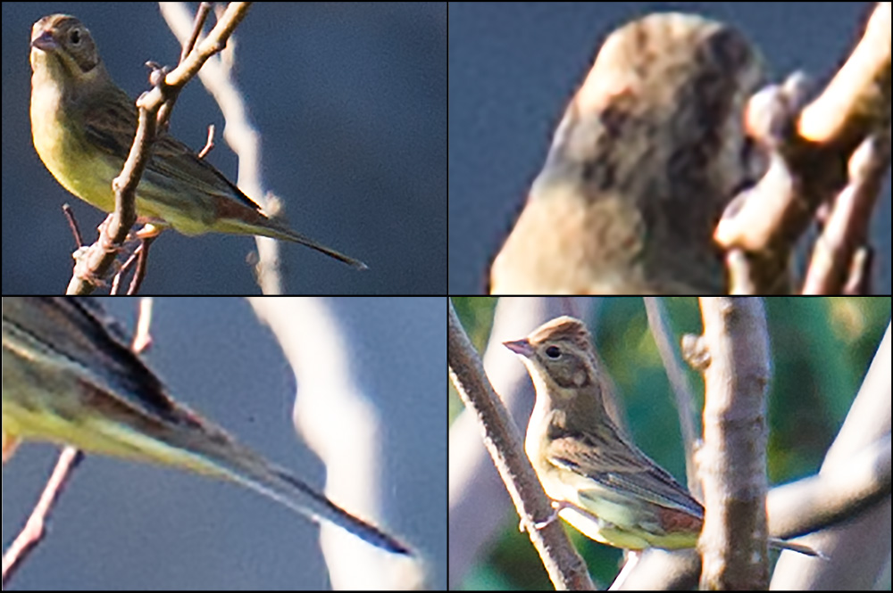 Chestnut Bunting