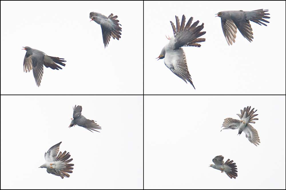 Common Cuckoo