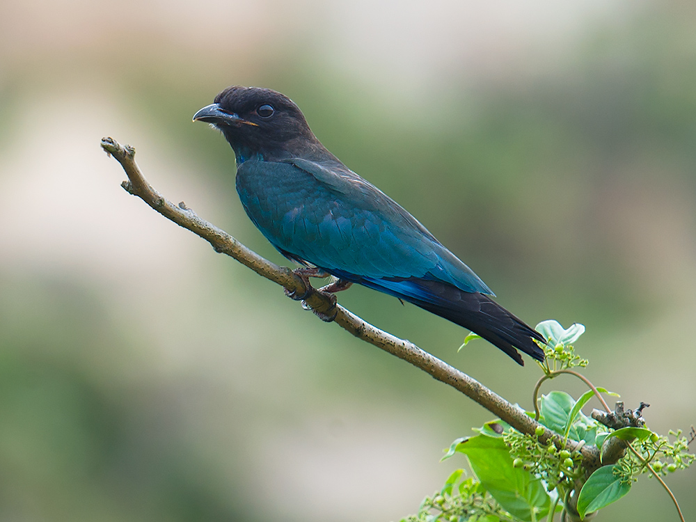 Oriental Dollarbird