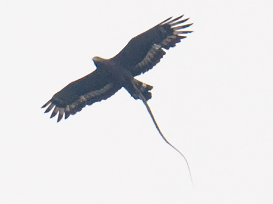 Crested Serpent Eagle