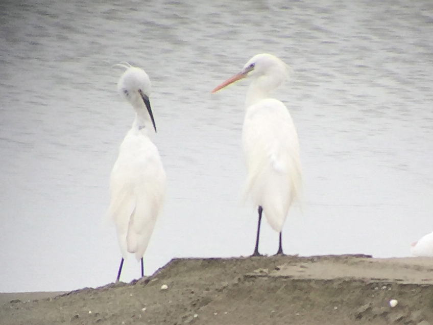 Chinese Egret (R) with Little Egret, Dongtai, 21 June 2015. Photographed with iPhone 6 and Swarovski ATX-95 spotting scope.