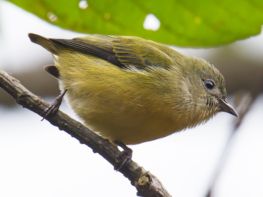 Fire-breasted Flowerpecker