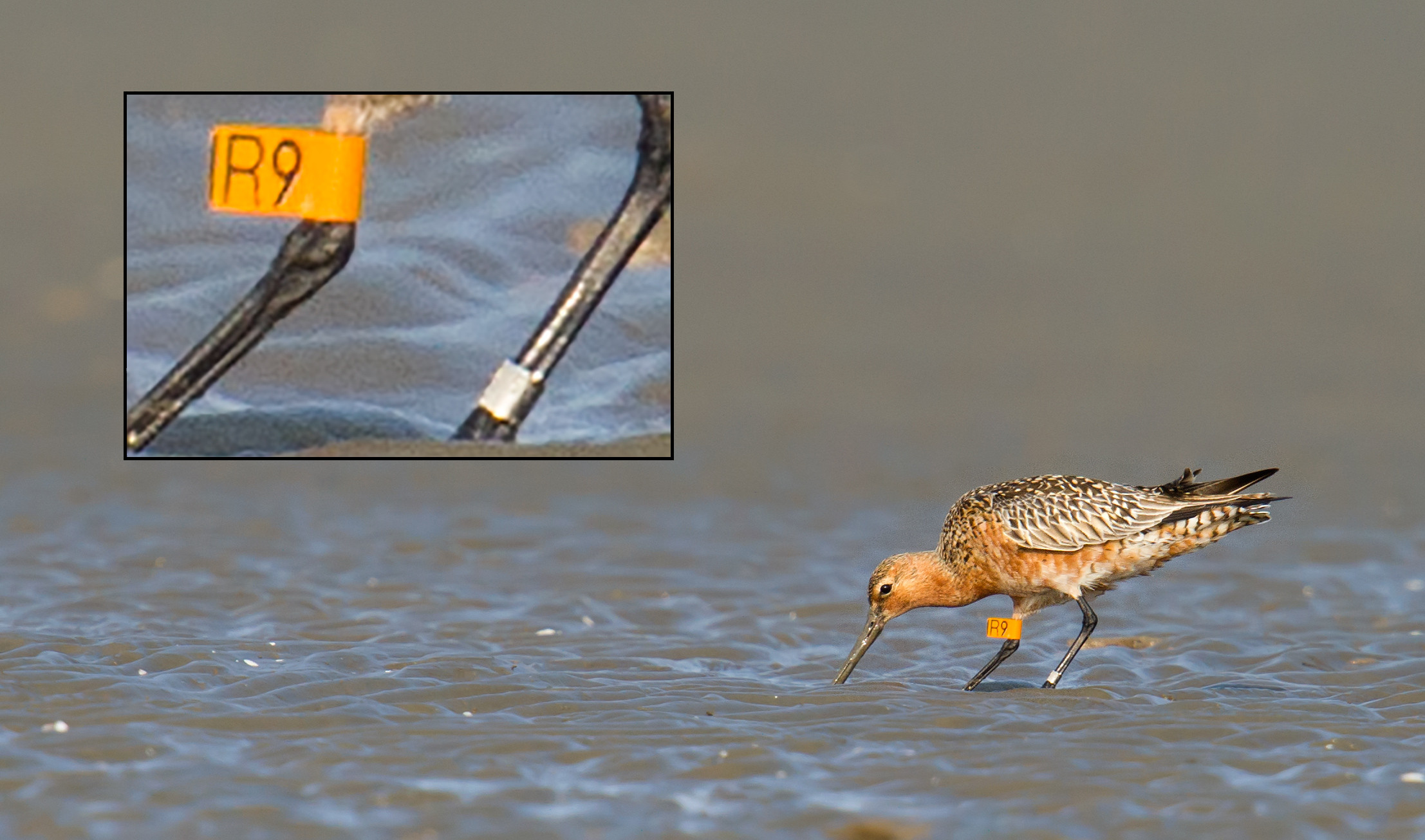 Bar-tailed Godwit