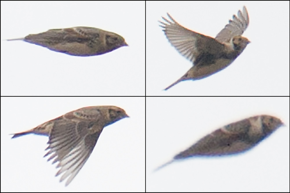 Lapland Longspur