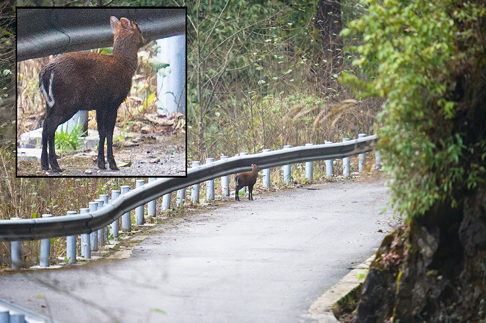 Gongshan Muntjac