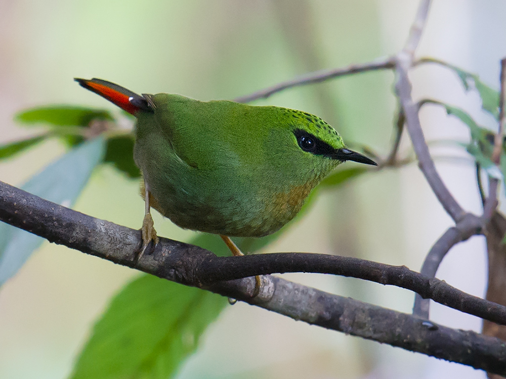 Fire-tailed Myzornis