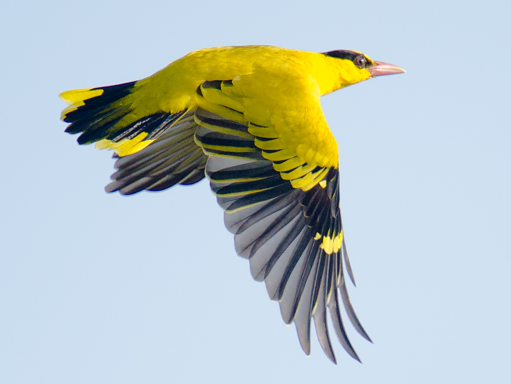 Black-naped Oriole