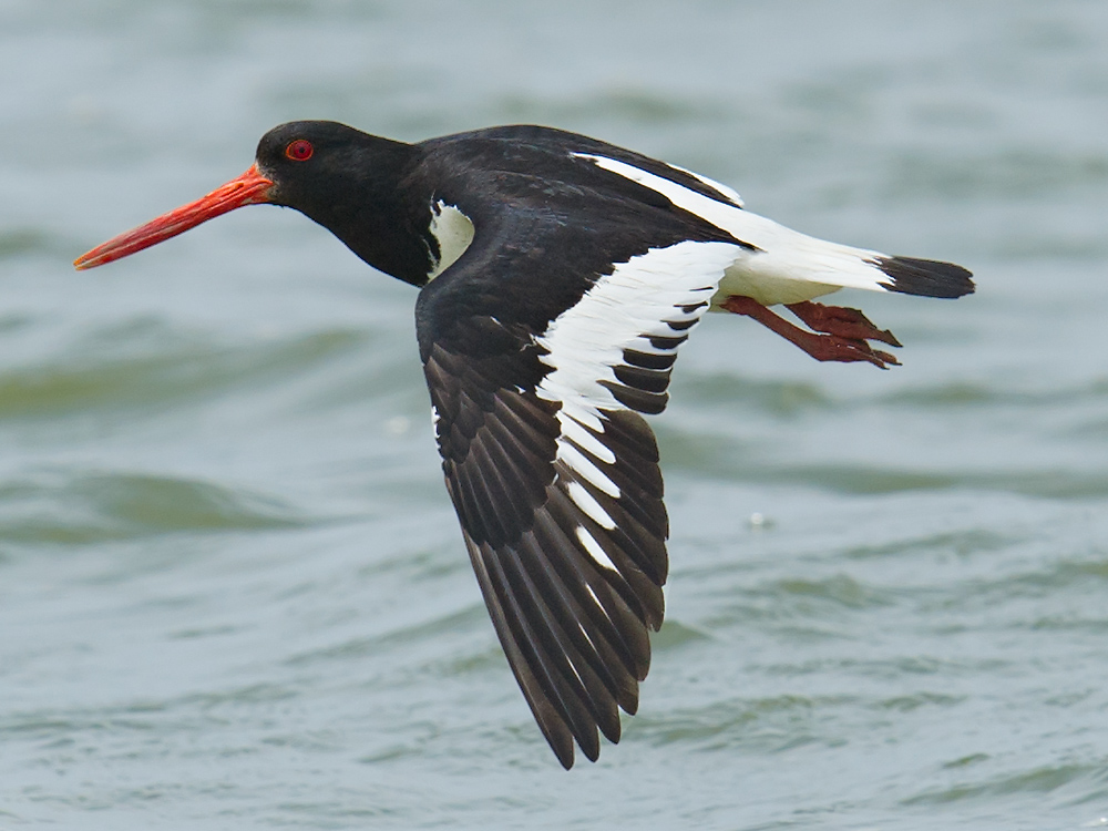 Eurasian Oystercatcher