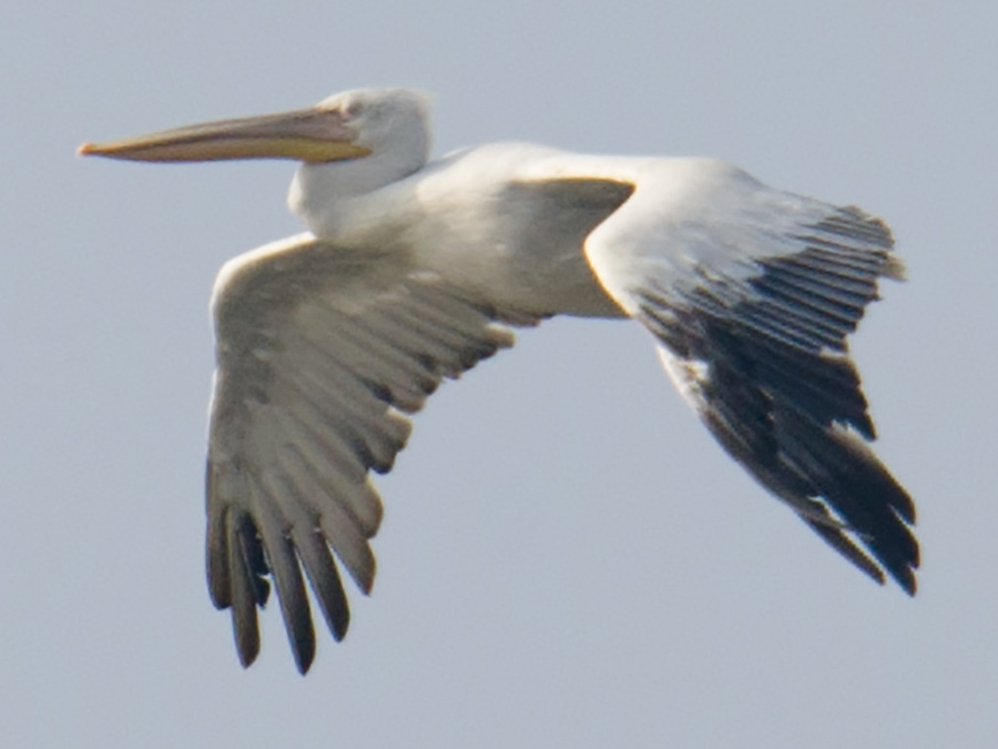 Dalmatian Pelican