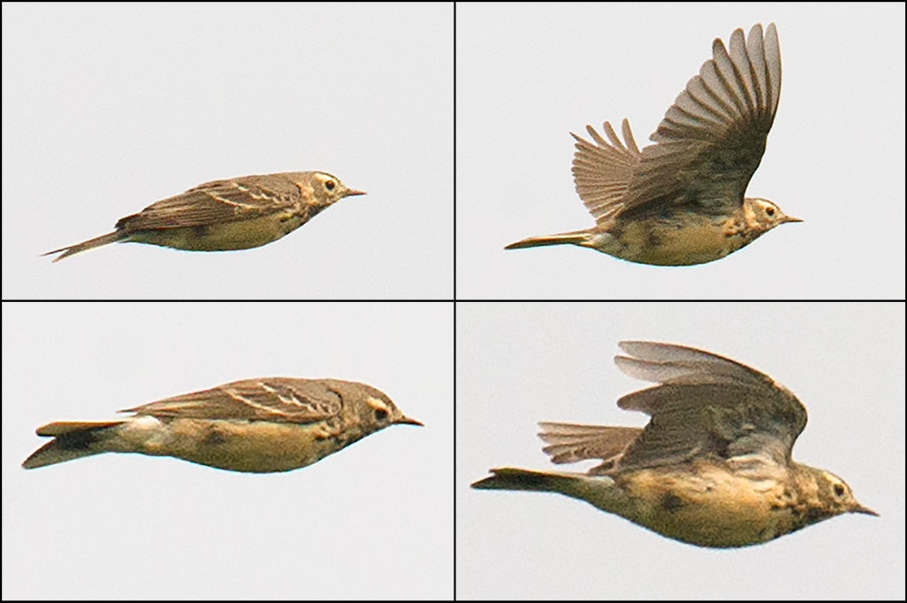 Buff-bellied Pipit