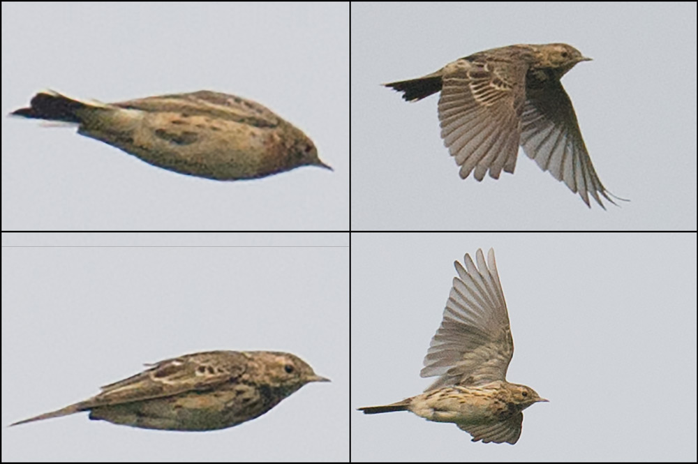 Red-throated Pipit Anthus cervinus. Photos show 2 individuals. Bird in Photo 1 (top L) identified as A. cervinus on basis of red plumage on throat and upper breast. Bird in other 3 photos ID'd as A. cervinus on basis of streakier back than Buff-bellied Pipit A. rubescens japonicus. Photos taken in the space of 4 seconds (02:07:32 to 02:07:36) on 29 March 2015 at Chongming, Shanghai.