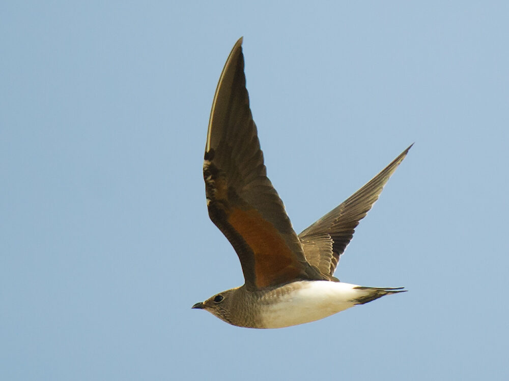 Oriental Pratincole