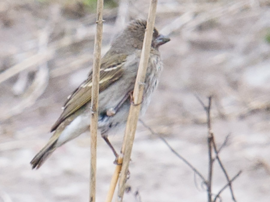 Common Rosefinch, Nanhui, 19 April 2015. Record shot showing double buff-white wingbars, dark, olive-brown upperparts, and streaking on breast and flanks.