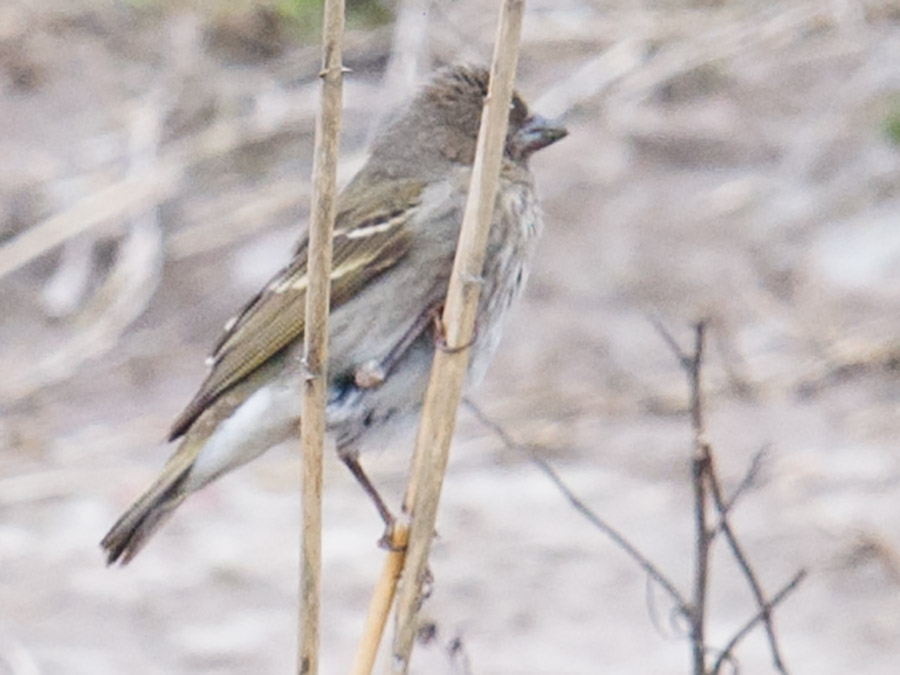 Common Rosefinch