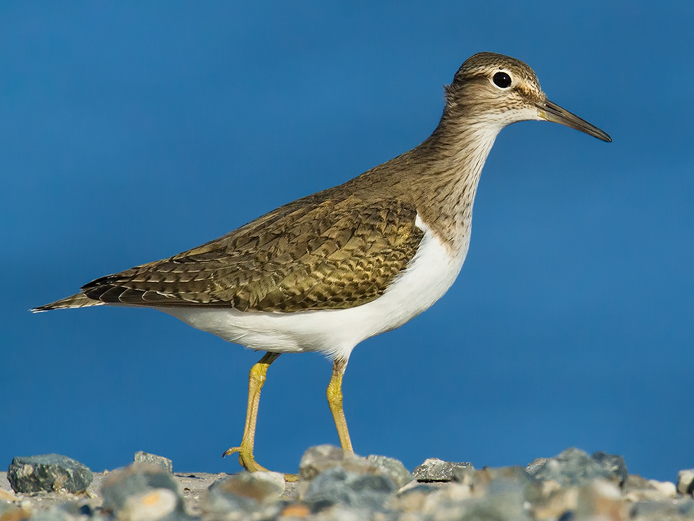 Common Sandpiper