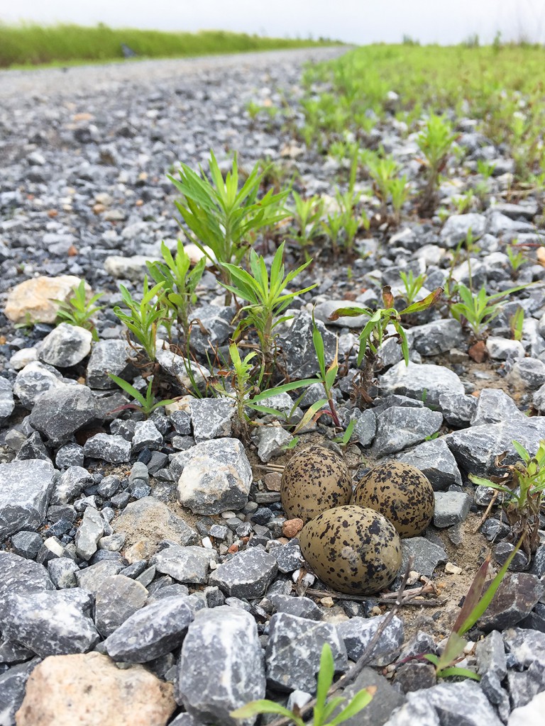 Kentish Plover nest precariously close to road, Dongtai, 22 June 2015. Note the mud spattered on the eggs, evidence of an earlier close call.