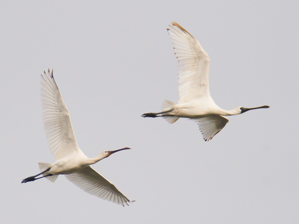 Black-faced Spoonbill (R) flying with Eurasian Spoonbill, Hengsha Island, 25 Oct. 2015.