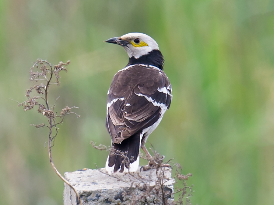 Black-collared Starling