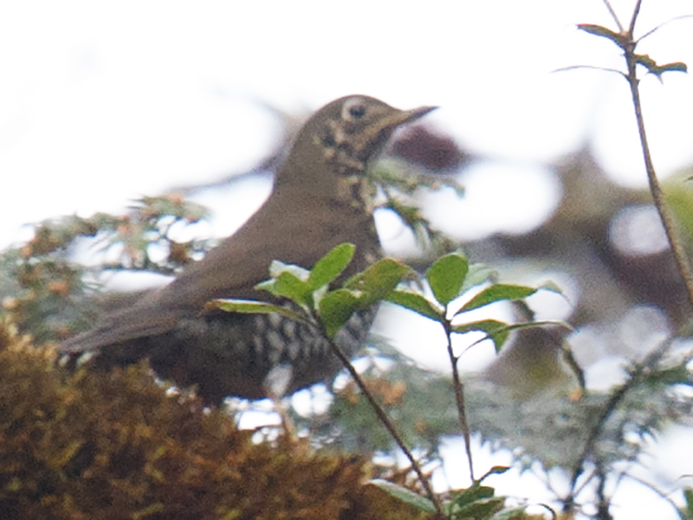 Alpine Thrush Zoothera mollissima