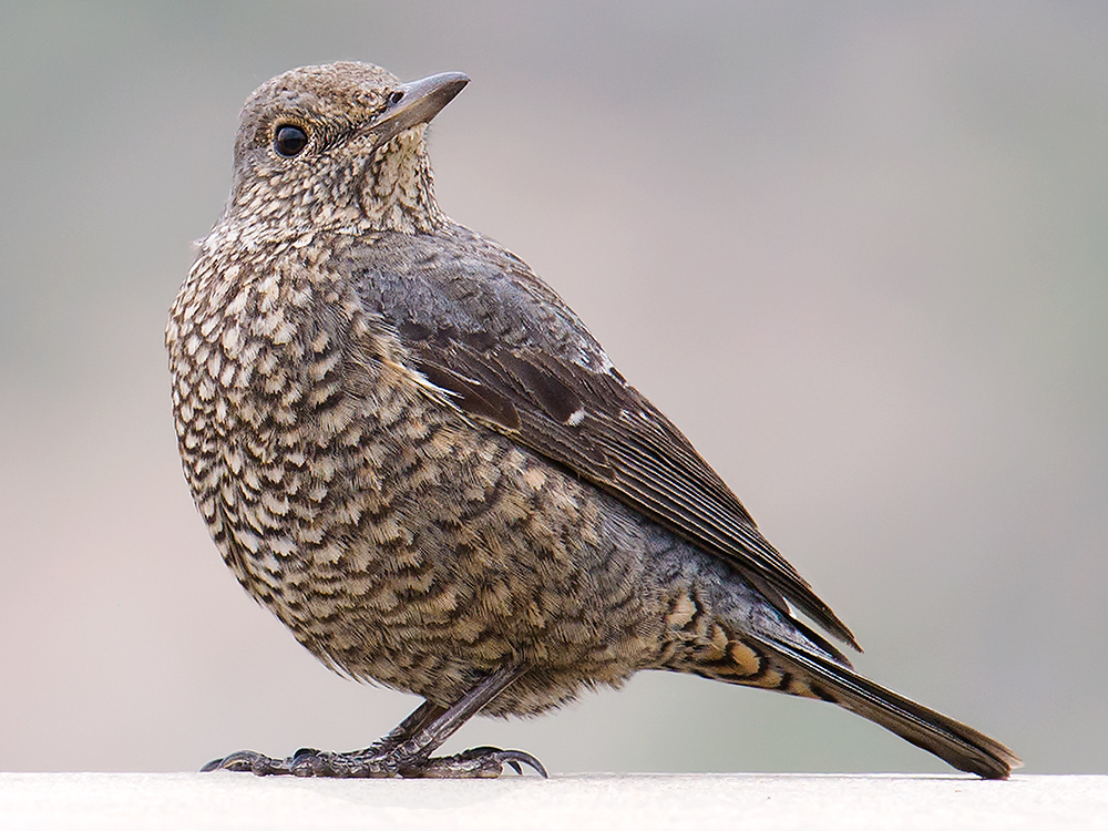 Blue Rock Thrush