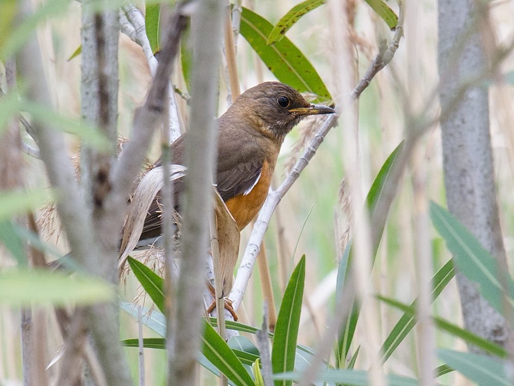 Brown-headed Thrush