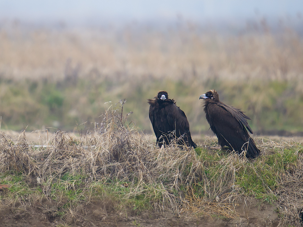 Cinereous Vulture